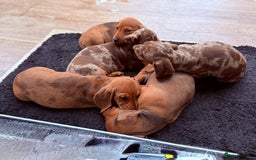 Dachshund dogs for sale: Lovely Dachshunds - Image 5
