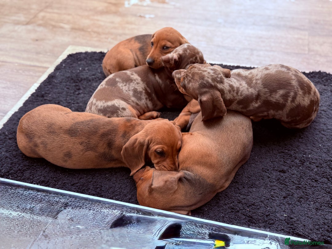 Dachshund dogs for sale: Lovely Dachshunds - Image 5