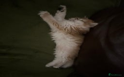 British Longhair cats for sale: STUNNINGLY BEAUTIFUL RARE GOLDEN BRITISH LONGAHIR  - Image 9