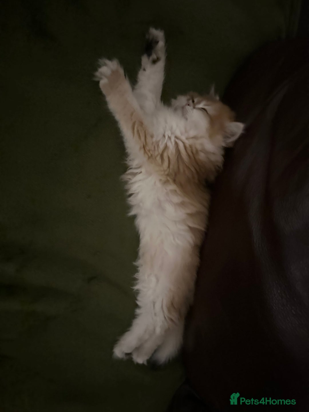 British Longhair cats for sale: STUNNINGLY BEAUTIFUL RARE GOLDEN BRITISH LONGAHIR  - Image 9