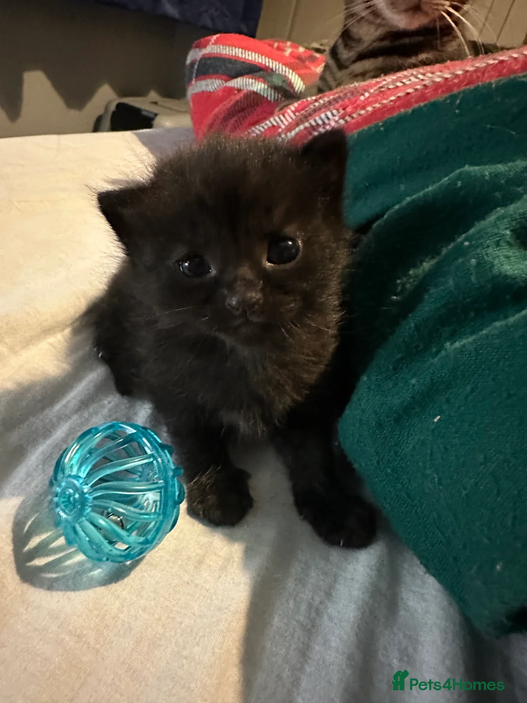 Mixed Breed cats for sale: BEAUTIFUL KITTEN.Maine coon/crossed  - Advert 3