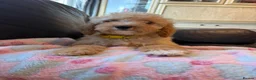 Cockapoo dogs for sale: F1b cockapoos ready now 1st and 2nd vaccine  - Advert 15