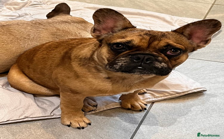 French Bulldog dogs - Advert 3