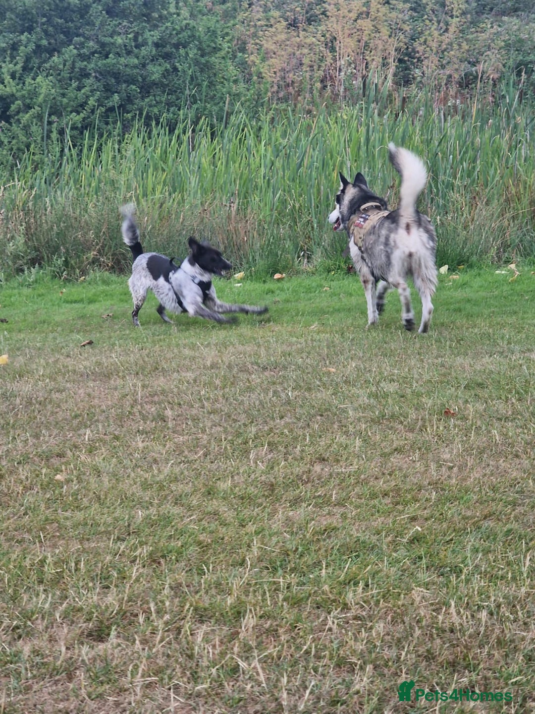 Mixed Breed dogs for sale: naomi - Image 5