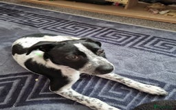 Mixed Breed dogs for sale: Lexie to home - Image 1