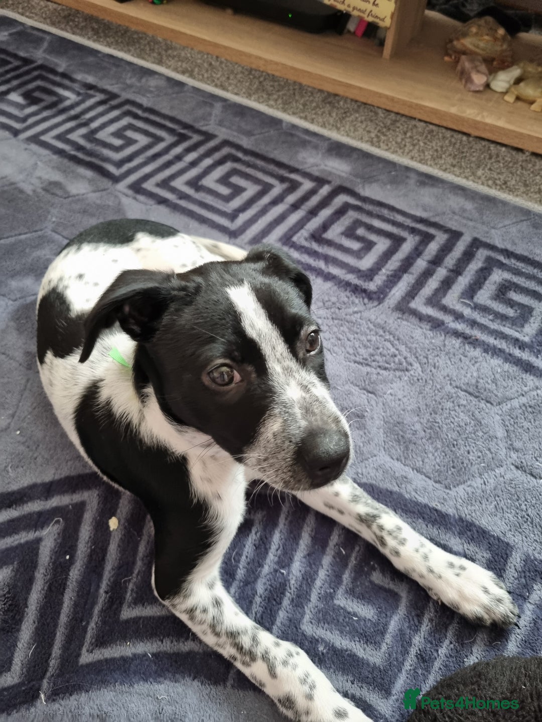 Mixed Breed dogs for sale: Lexie to home - Image 1