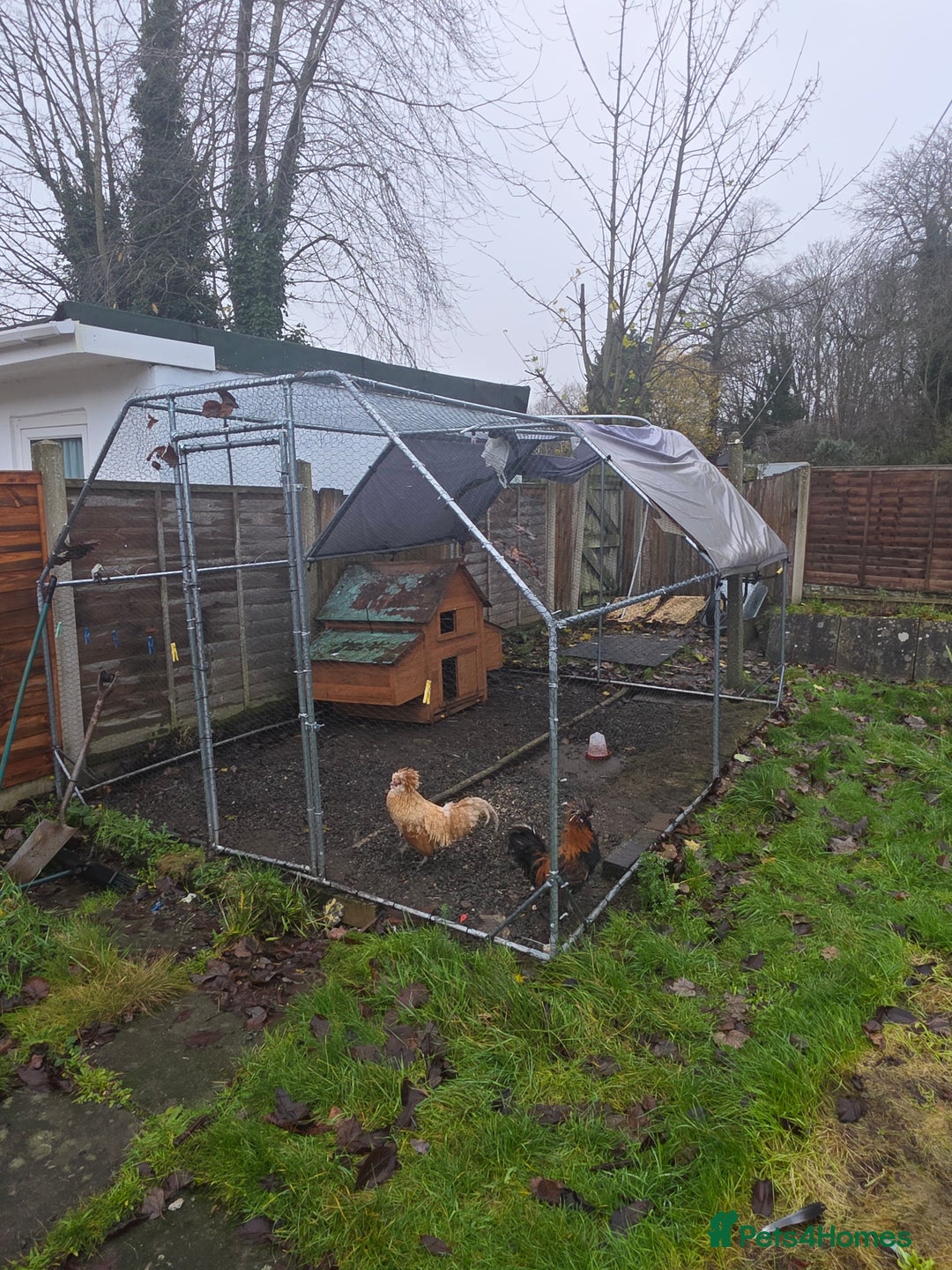 Chickens poultry for sale: Polish Chickens - Advert 7