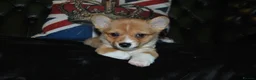 Welsh Corgi Pembroke dogs for sale: Are Beautiful Girls Storm/Darling/Petal - Advert 30