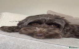 Cockapoo dogs for sale: 3 Cockapoo puppies for sale  - Advert 1