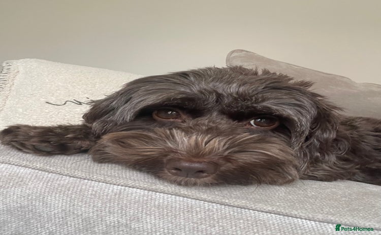 Cockapoo dogs 3 Cockapoo puppies for sale  - Advert 1