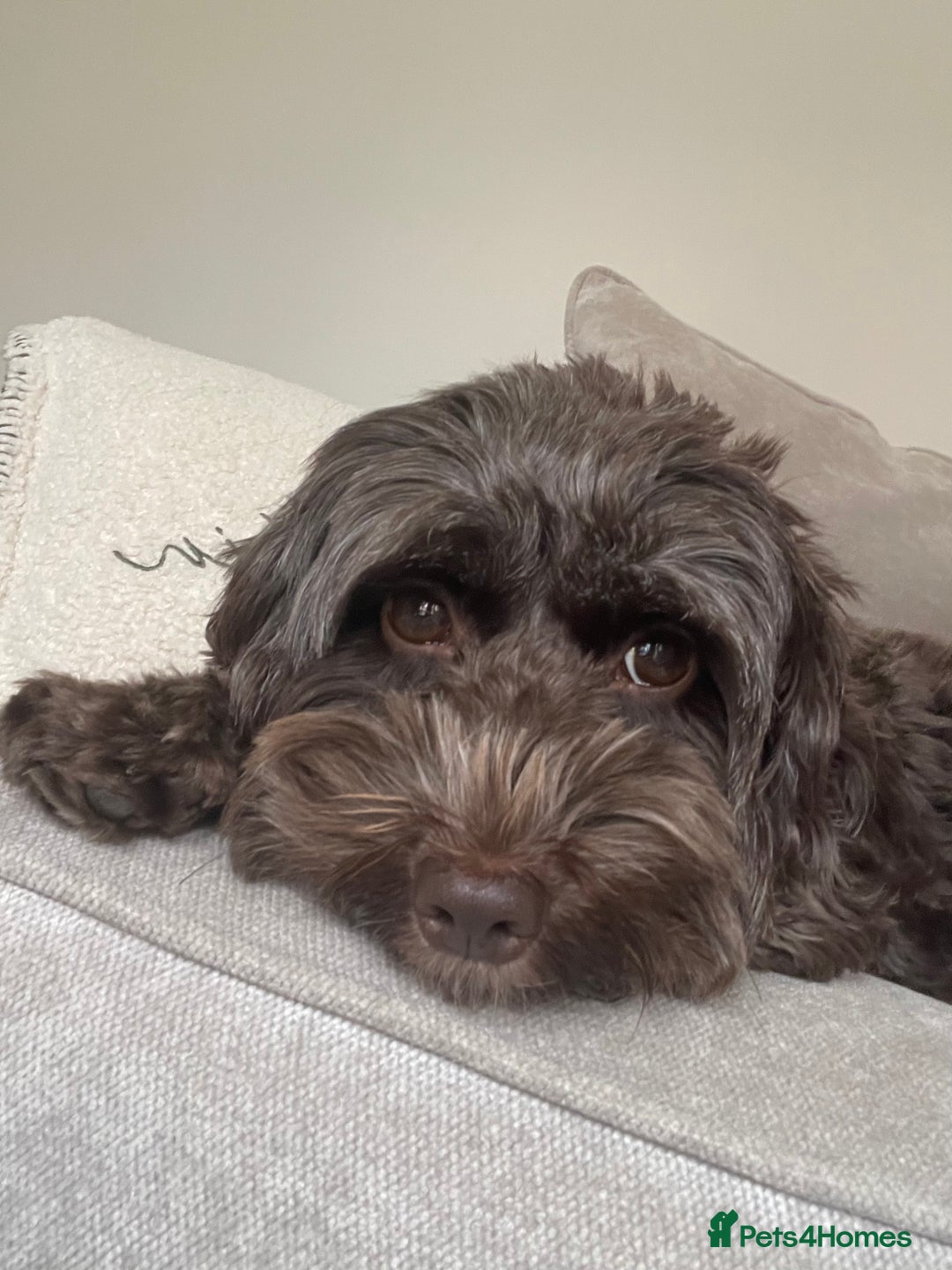 Cockapoo dogs for sale: 3 Cockapoo puppies for sale  - Advert 1