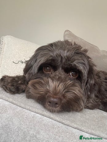 Cockapoo dogs 3 Cockapoo puppies for sale - Advert 1