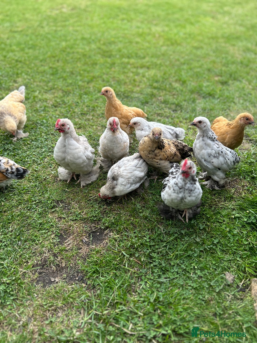 Chickens poultry for sale: Mixed breed sablepoot chickens  - Image 3