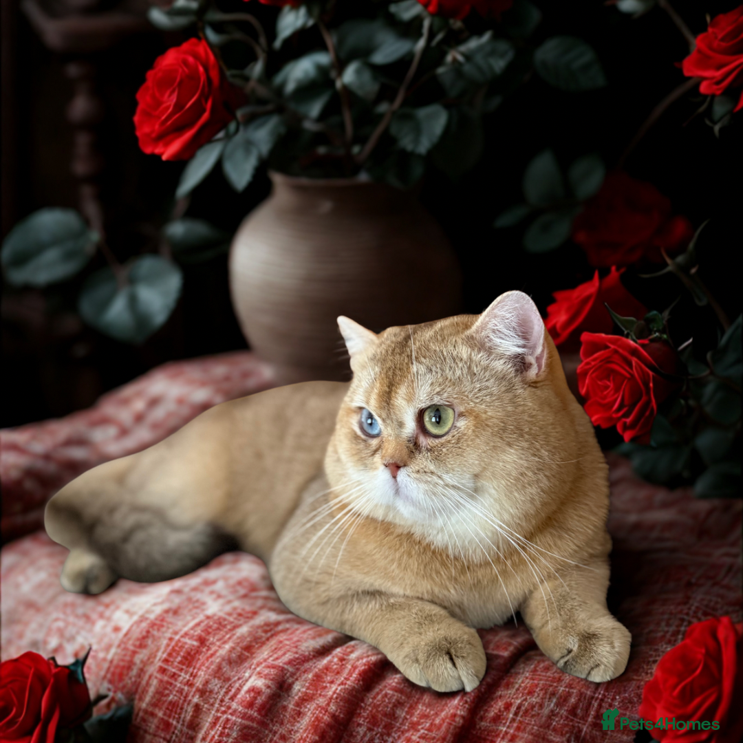 British Shorthair cats for sale: Beautiful GCCF kittens from champion lines  - Image 16