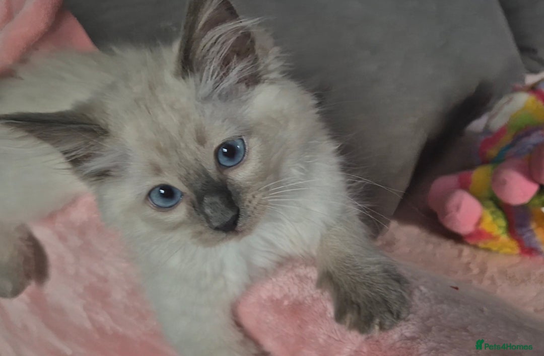 Ragdoll cats for sale:  2 left! 6 Purebred Blue Point Ragdoll Kittens - Image 24