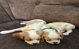 Cavachon dogs for sale: Cavalier King Charles X Cavachon - Image 15