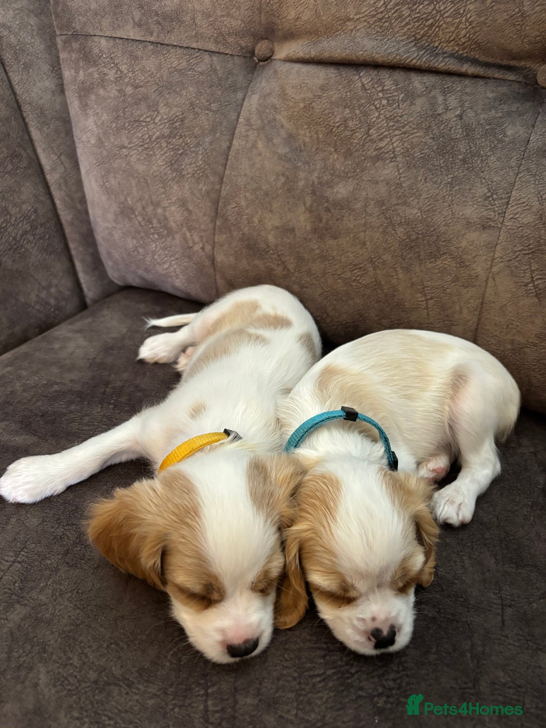 Cavachon dogs for sale: Cavalier King Charles X Cavachon - Image 15