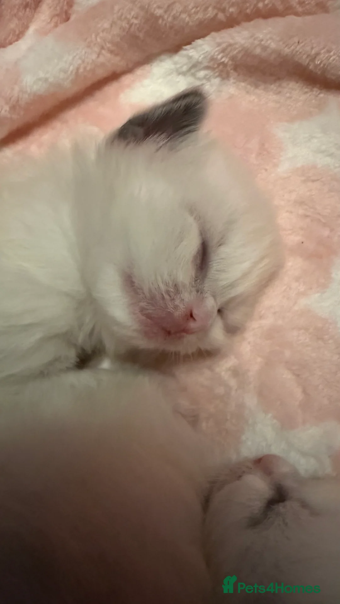 Ragdoll cats for sale: Stunning Blue Colourpoint Mitted female kittens - Advert 4