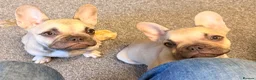 French Bulldog dogs for sale: French bulldog puppies 2 cream and one brown   - Advert 4