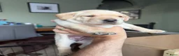 Labrador Retriever dogs for sale: KC Reg Fox Red / Blonde  Lab Puppies – Home Reared - Advert 35
