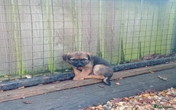 Border Terrier dogs for sale: Pure border terrier puppies  - Advert 6