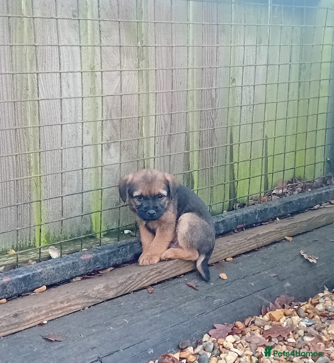 Border Terrier dogs for sale: Pure border terrier puppies  - Advert 6