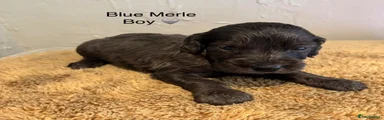 Cockapoo 6