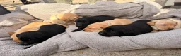 Labrador Retriever dogs for sale: Trainer raised Labrador Puppies  in Mexborough - Advert 4