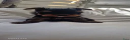 Yorkshire Terrier dogs for sale: Yorkshire Terrier Puppys  - Advert 8