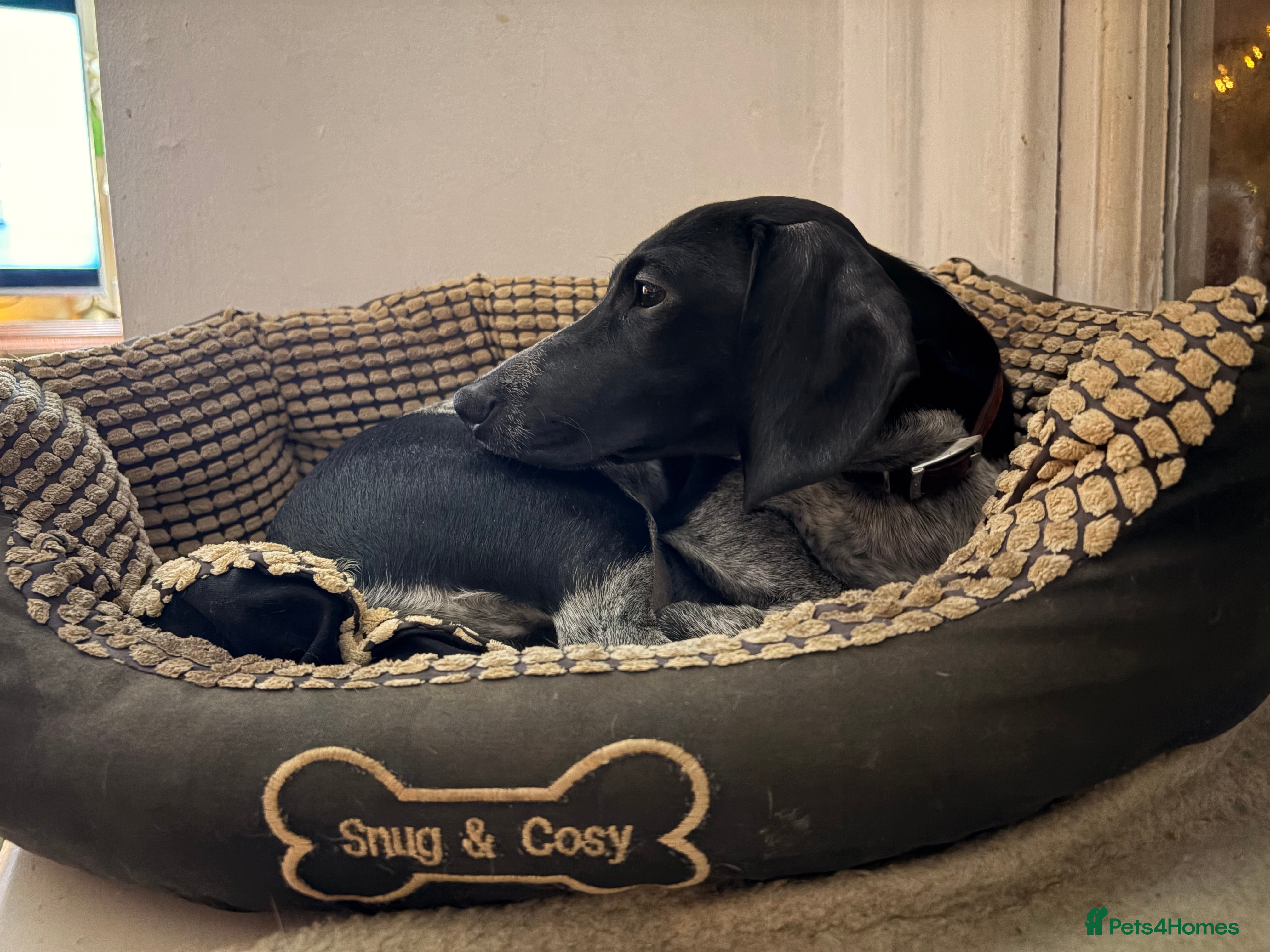 Dachshund dogs Amazing and very rear Dachshund Puppies  - Advert 14