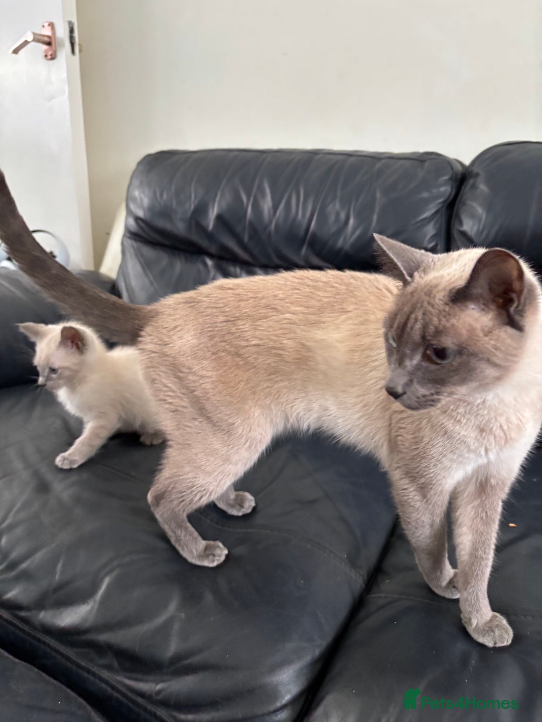 Siamese cats for sale: Lilac / Blue point Siamese  - Image 10