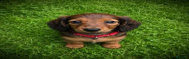 Miniature Dachshund Puppy 1