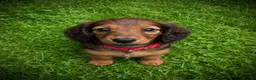 Miniature Dachshund dogs for sale: 3 Miniature Longhaired Dachshund Girls for Sale - Advert 5