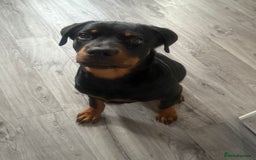 Rottweiler dogs for sale: Rottweiler for sale - Image 5