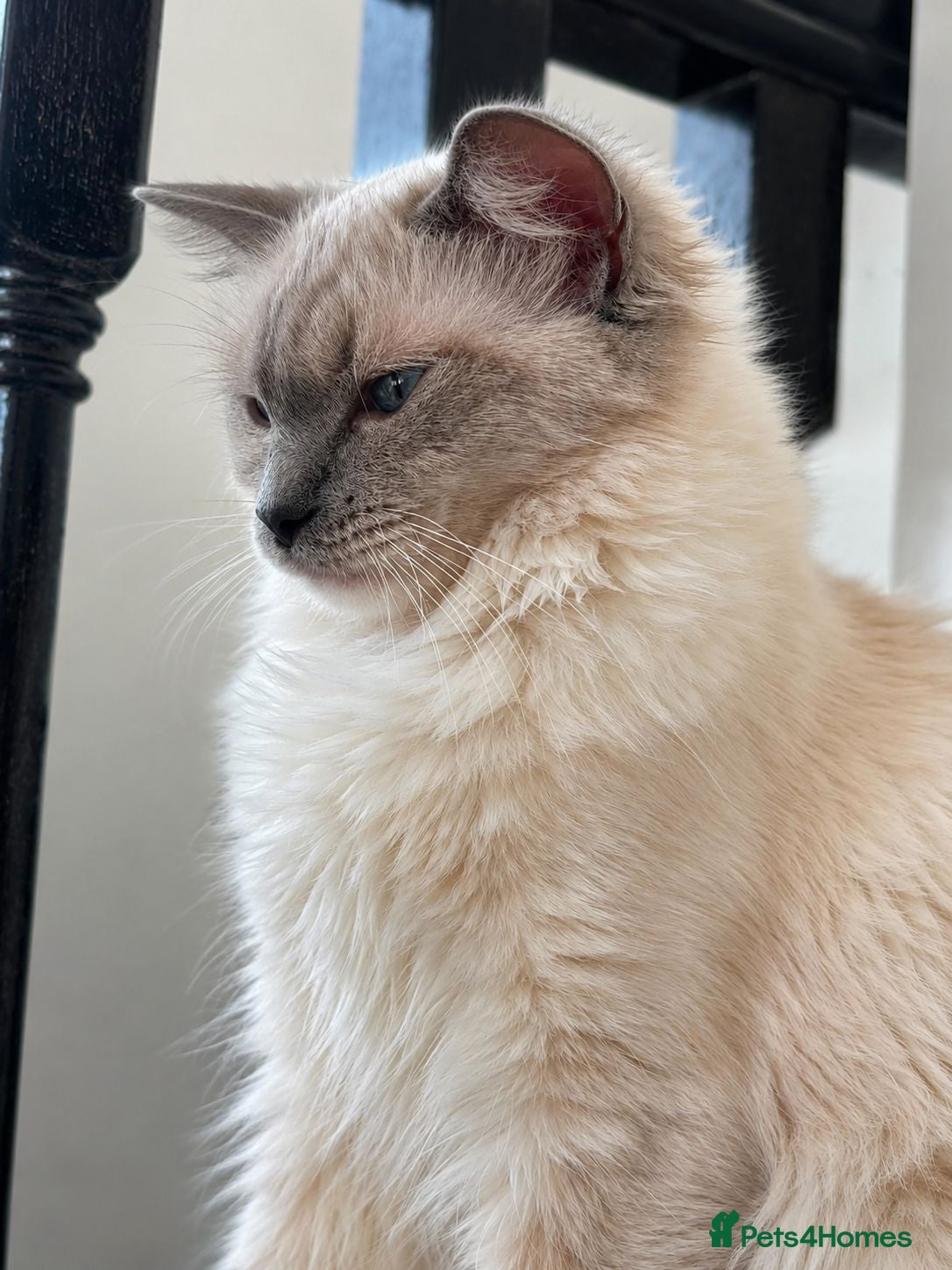 Ragdoll cats 🩷 Blue Mitted Ragdoll Girl - TICA Registered 🩷 - Advert 1