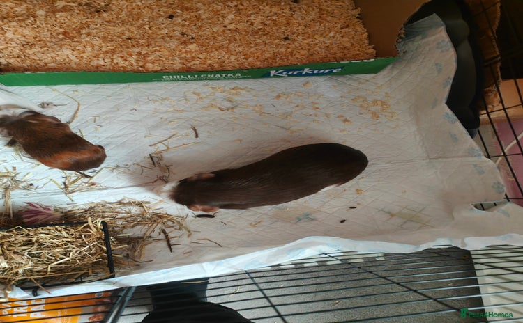 Guinea Pig rodents - Advert 2