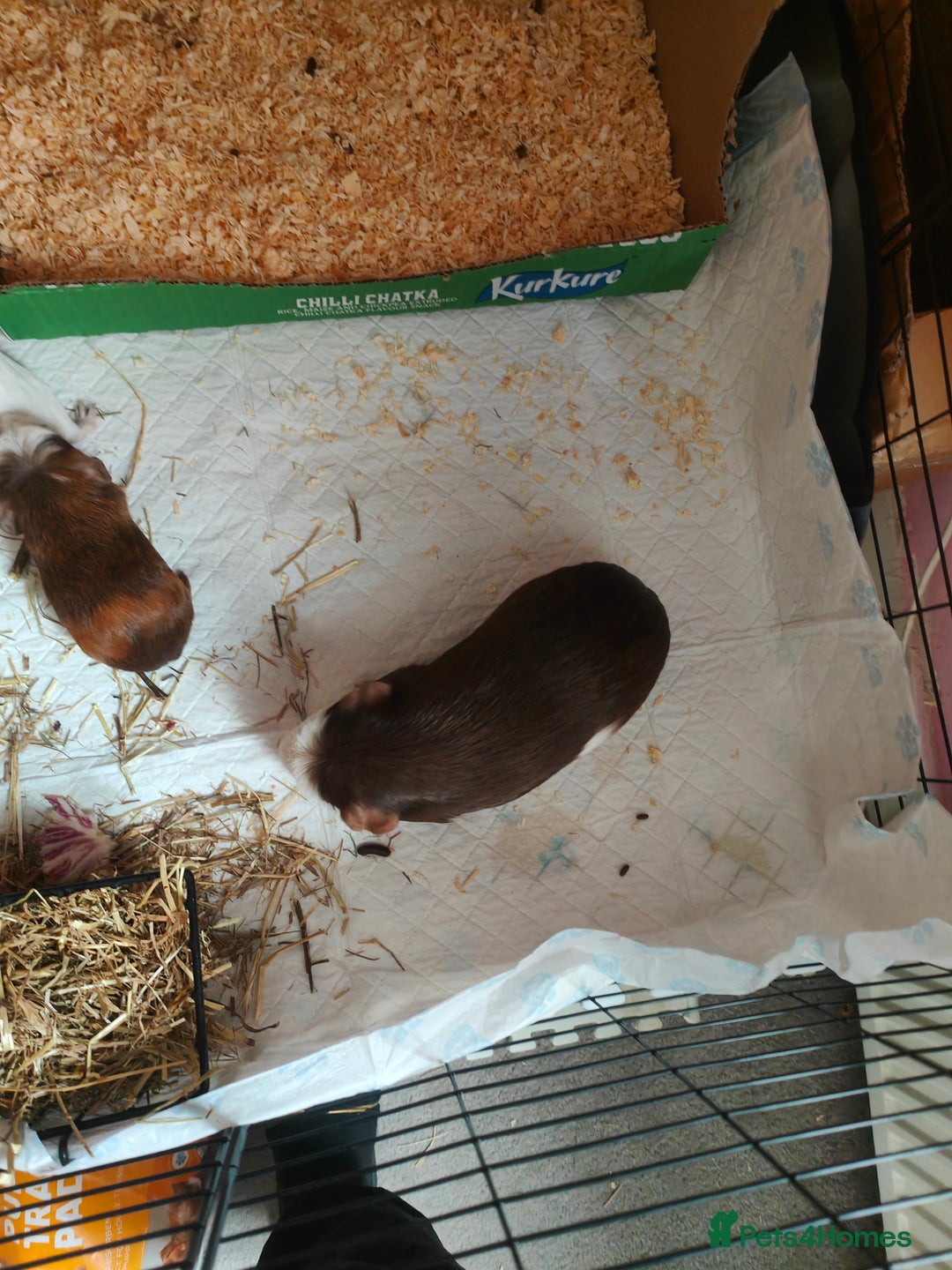 Guinea Pig rodents for sale: For Sale: Two Adorable Guinea Pigs Toffee & Carmel - Image 1