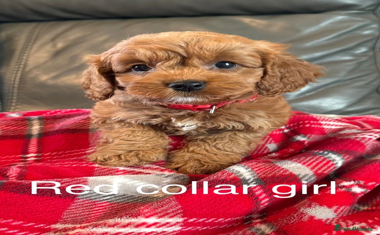 Cockapoo dogs - Advert 3
