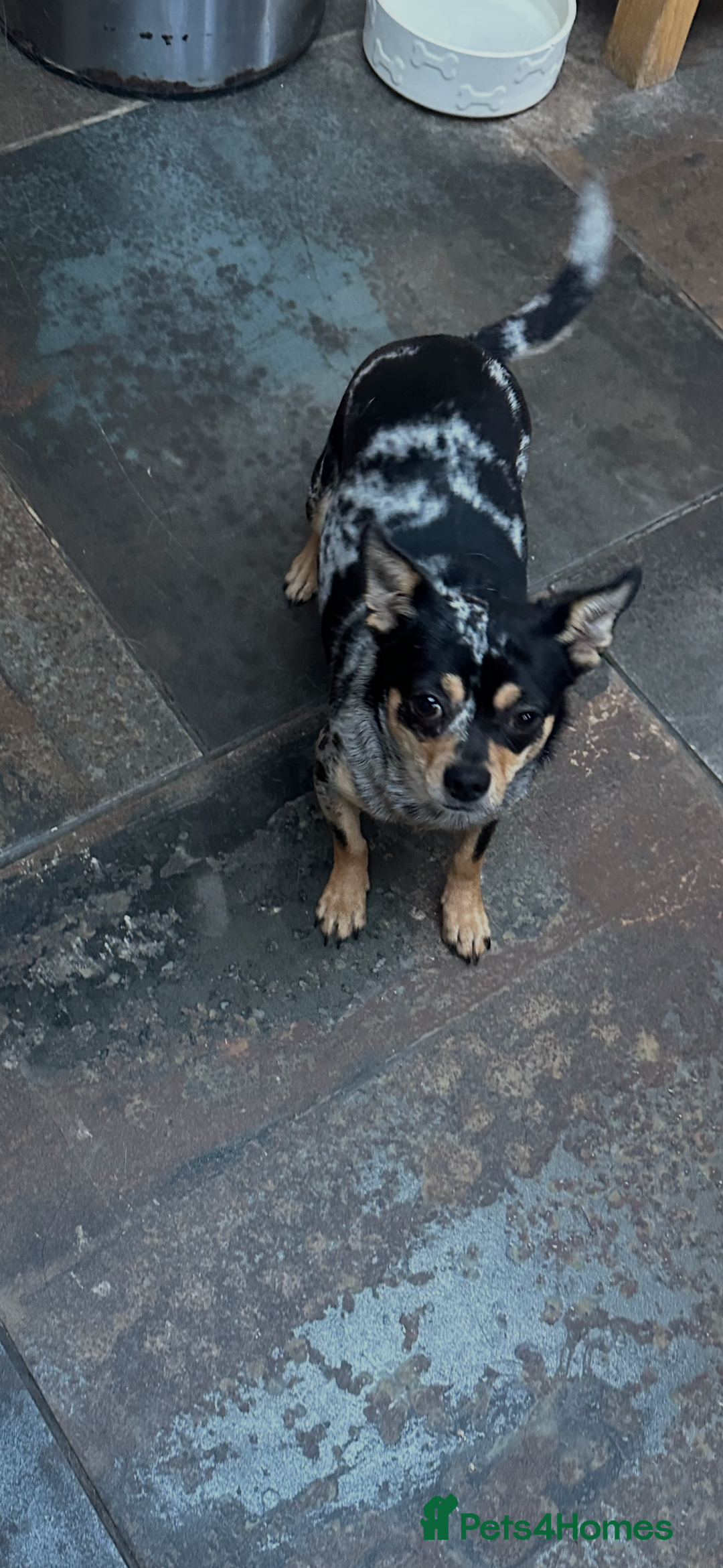 Chihuahua dogs for sale: Merle Stunning Little Girl - Advert 3