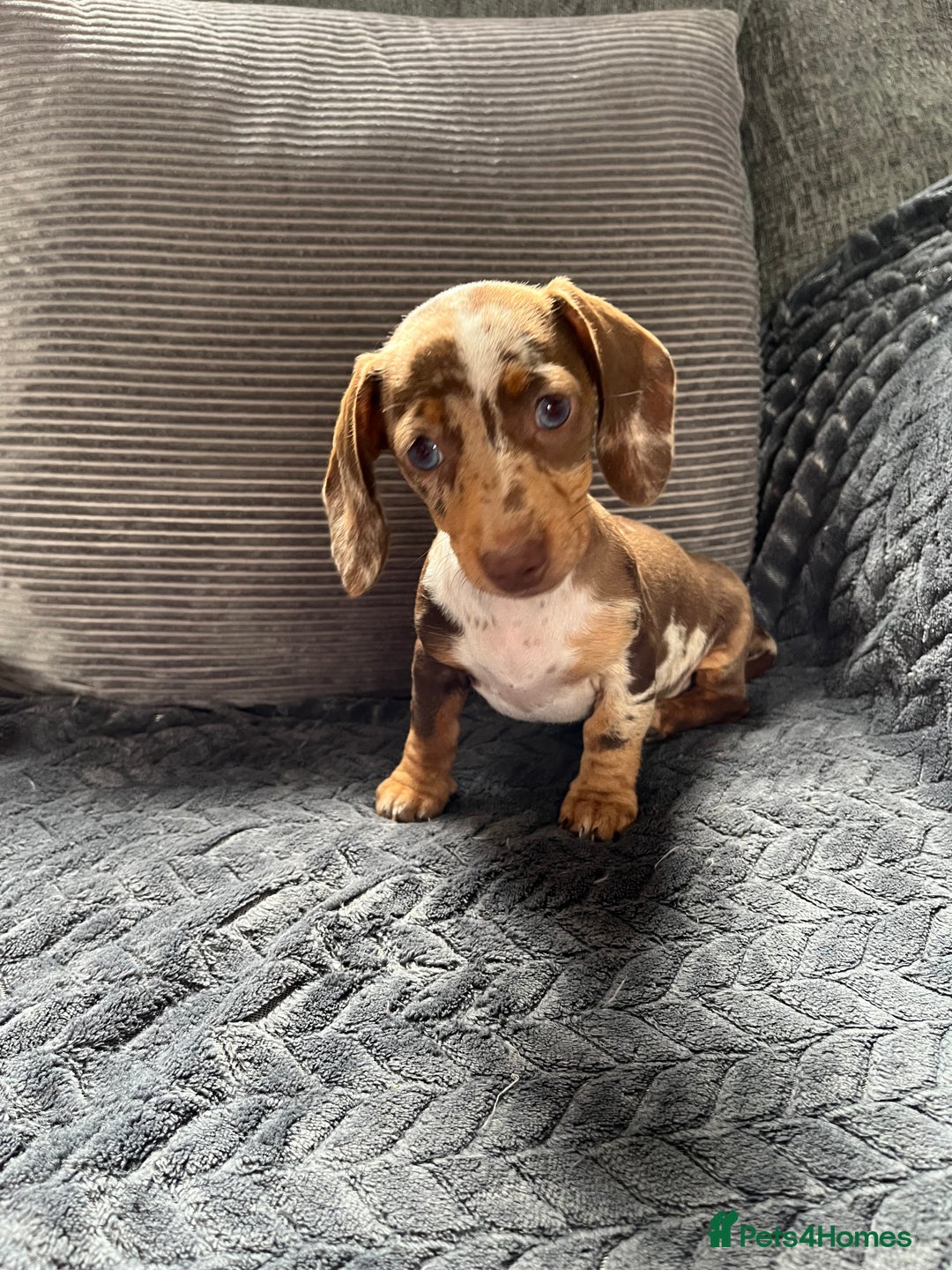 Miniature Dachshund dogs for sale: READY NOW - short haired miniature dachshunds  - Image 17
