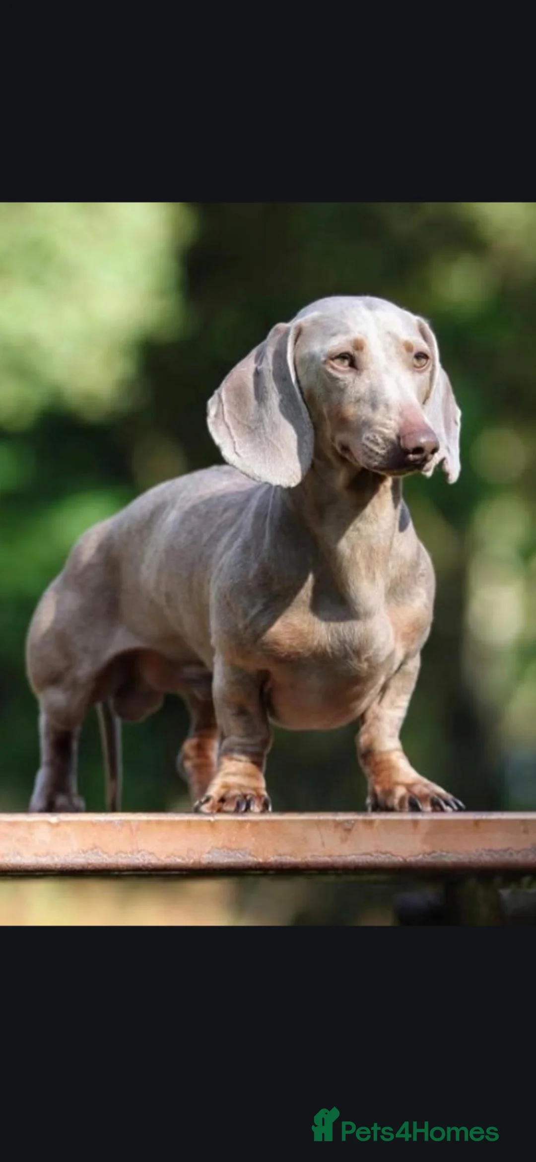 Dachshund dogs for sale: 2 blue and tan dachshund puppies  in Stoke-on-Trent - Advert 2