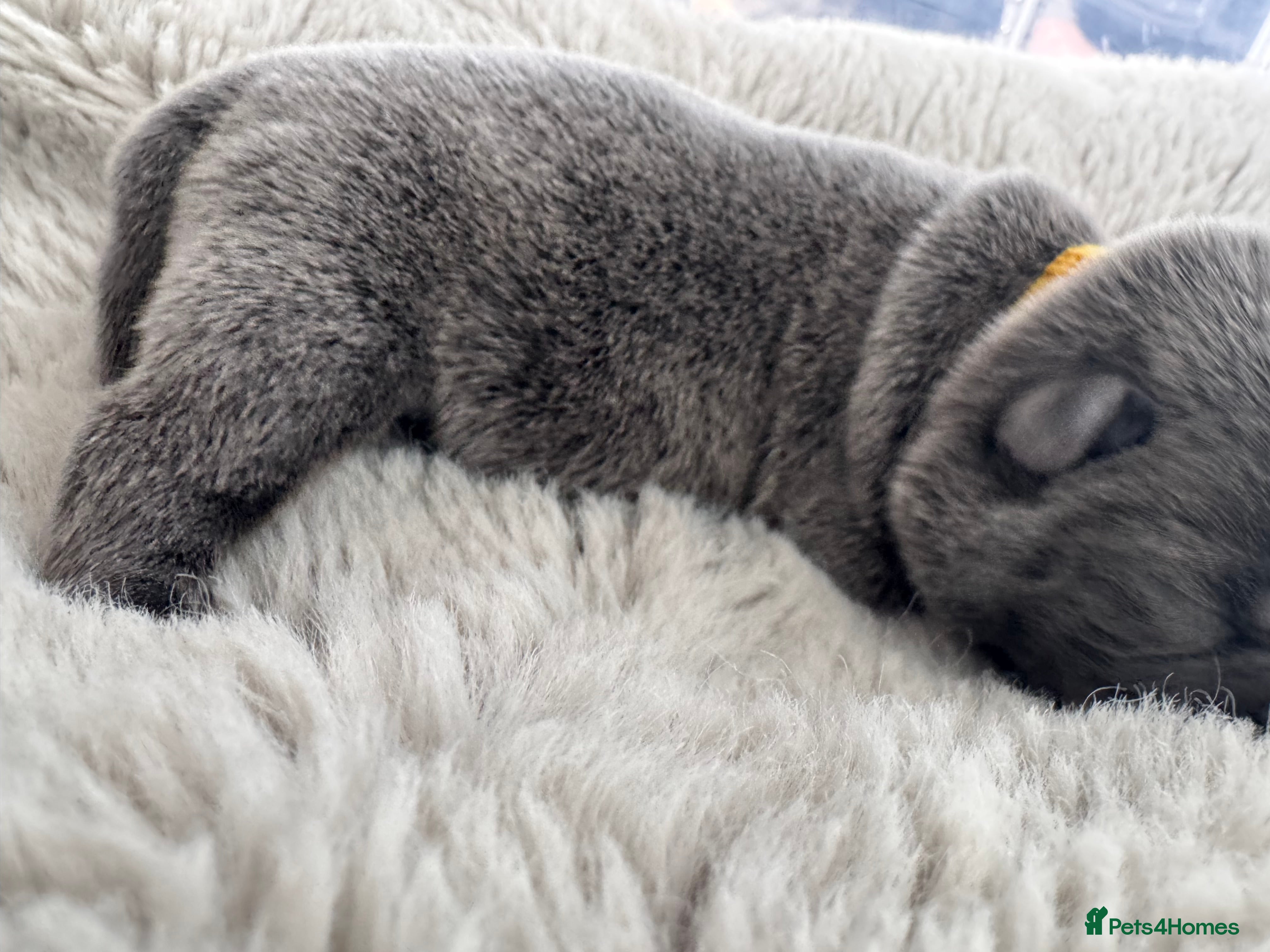 Puppy 2