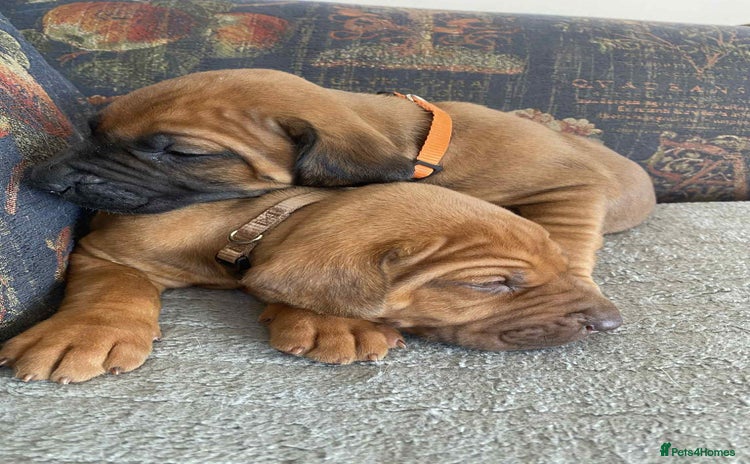 Rhodesian Ridgeback dogs - Advert 3