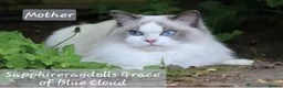 Ragdoll cats for sale: Blue Bicolour Female Ragdoll  - Advert 4