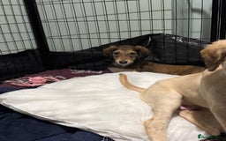 Saluki dogs for sale: Saluki  - Image 30