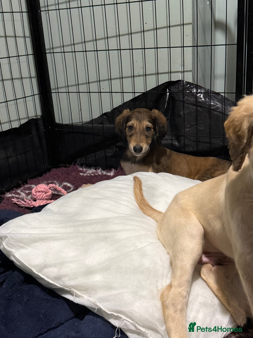 Saluki dogs for sale: Saluki  - Image 30