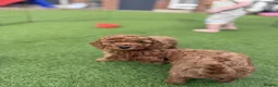 Cockapoo dogs for sale: Adorable Cockapoo puppies  - Advert 5