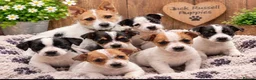 Jack Russell dogs for sale: Jack Russell pups - Advert 5