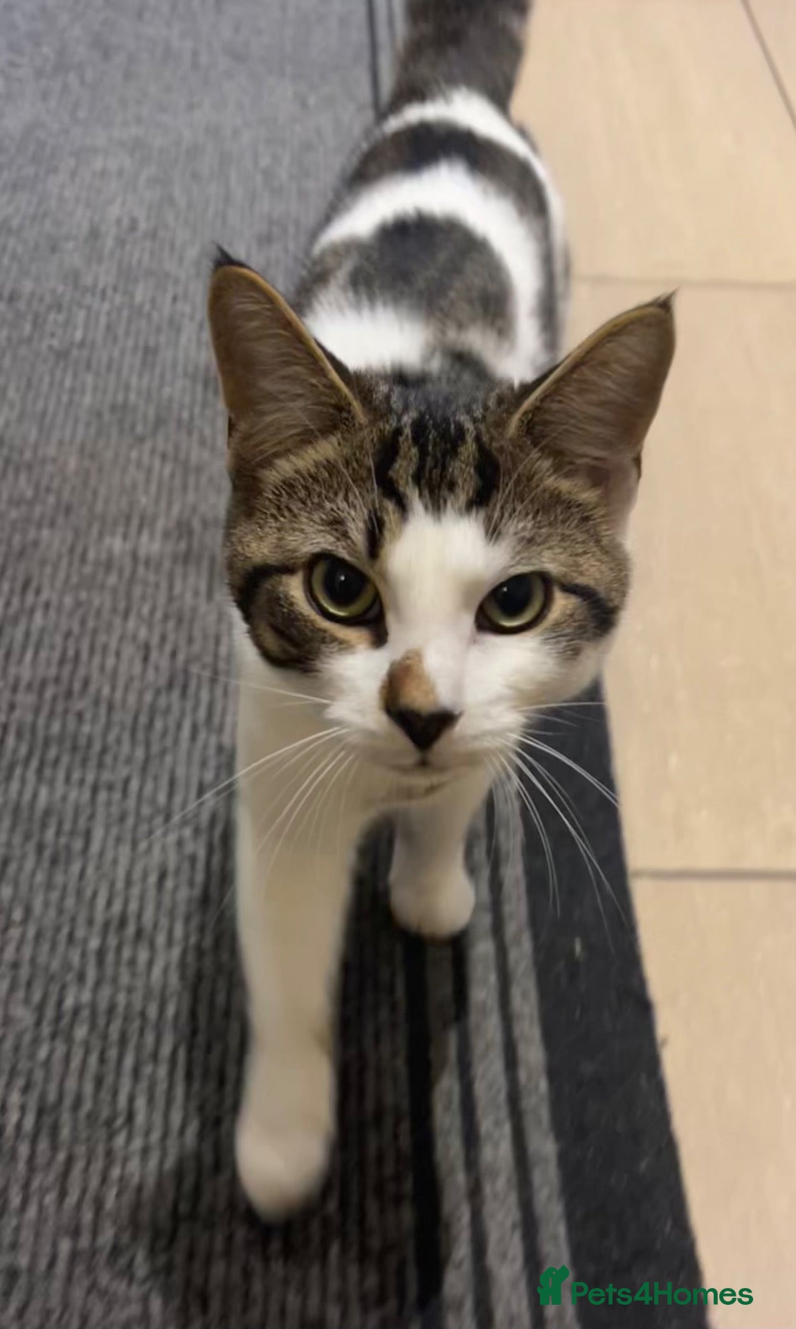 American Shorthair cats for sale: Milo kitten - Advert 2