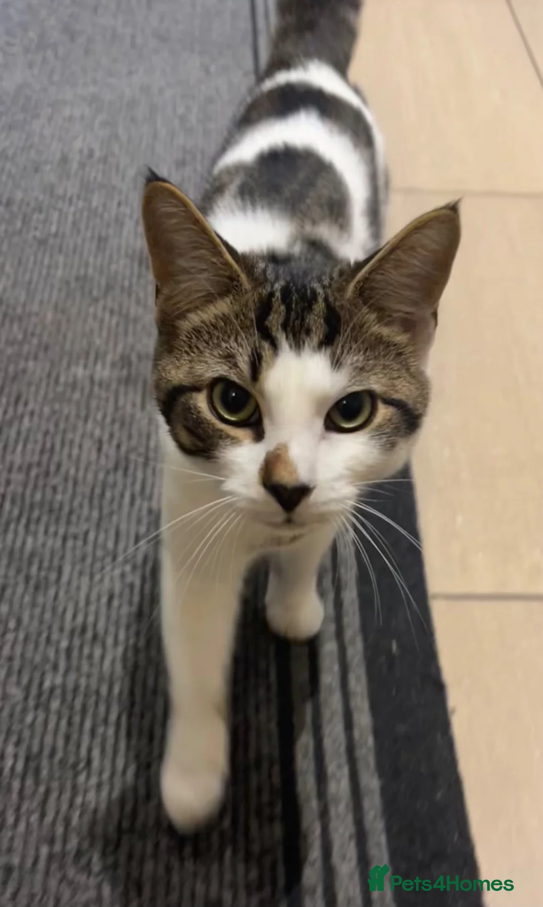 American Shorthair cats for sale: Milo kitten - Advert 1